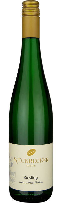 2022 Riesling Spätlese alten Reben Hatzenporter Kirchberg von Weingut Weckbecker - Weißwein 2022 Riesling Spätlese alten Reben Hatzenporter Kirchberg von Weingut Weckbecker - Weißwein